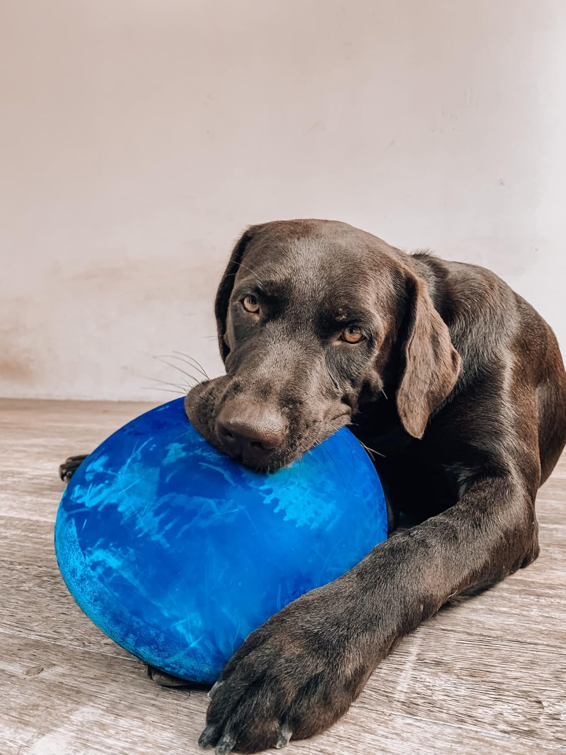 Ultra Durable Rubber Flying Disc Dog Toy for Aggressive Chewers – Heavy Duty Natural Rubber Frisbee