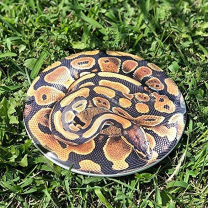 Discraft ESP Buzzz Supercolor Midrange Disc Golf Disc - Custom Design Discraft Discs - Straight