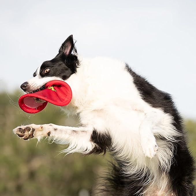 Nerf Dog Nylon Flyer Dog Toy, Flying Disc, Lightweight, Durable and Water Resistant, Great for