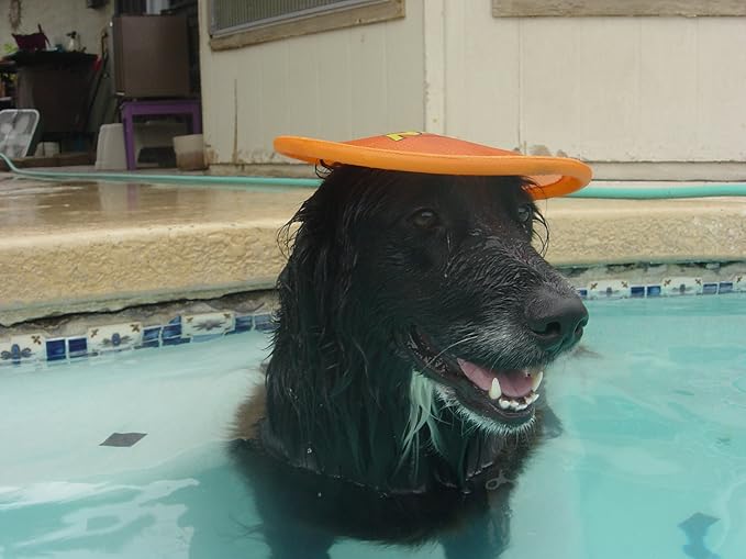 Nerf Dog Nylon Flyer Dog Toy, Flying Disc, Lightweight, Durable and Water Resistant, Great for